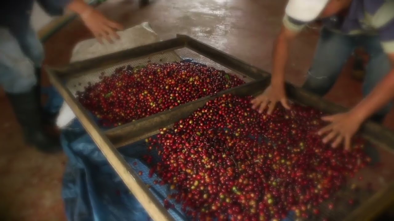 cómo es la planta del café