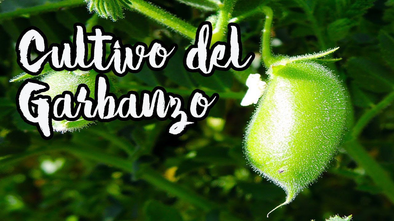 cómo es la planta del garbanzo