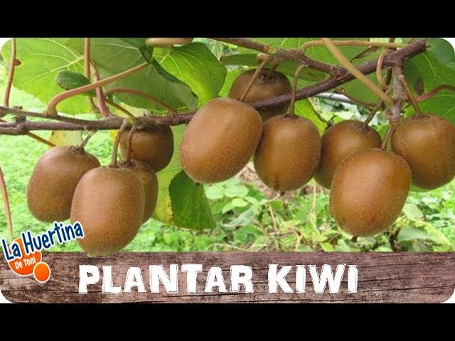 cómo es la planta del kiwi