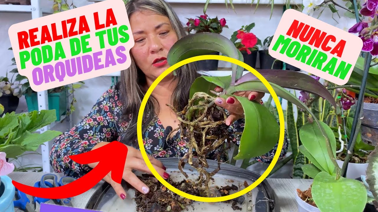 cómo es la poda de las flores de la orquídea