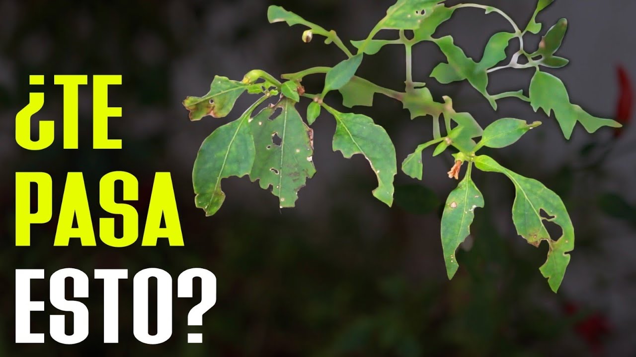 como evitar que se coman las hojas de mis plantas