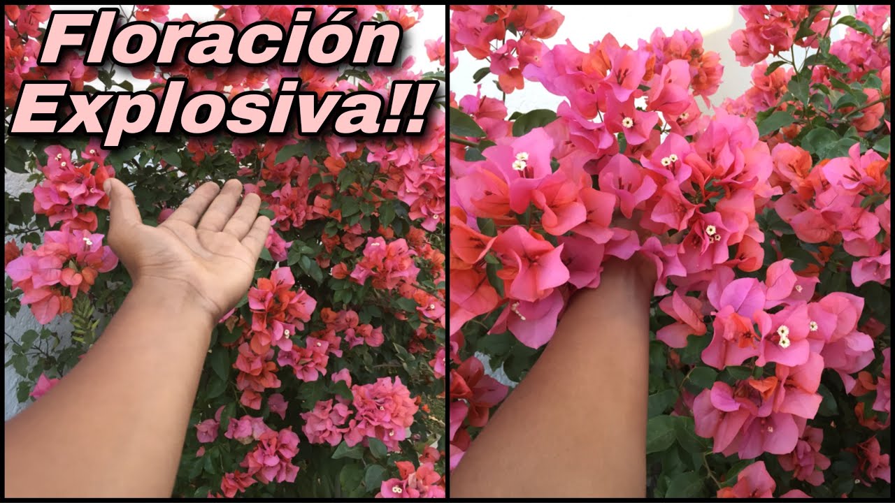 como hacer florecer a la buganvilla en maceta