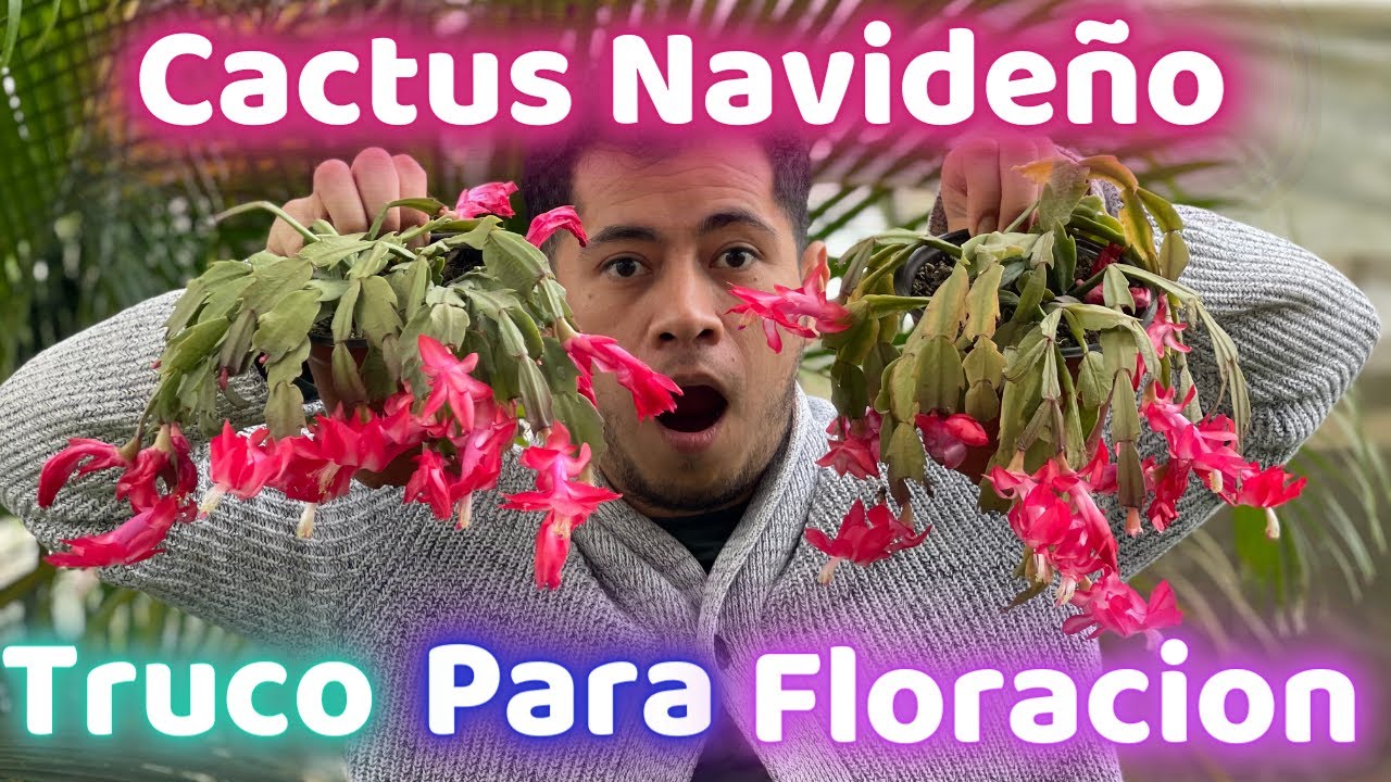 como hacer florecer el cactus de navidad