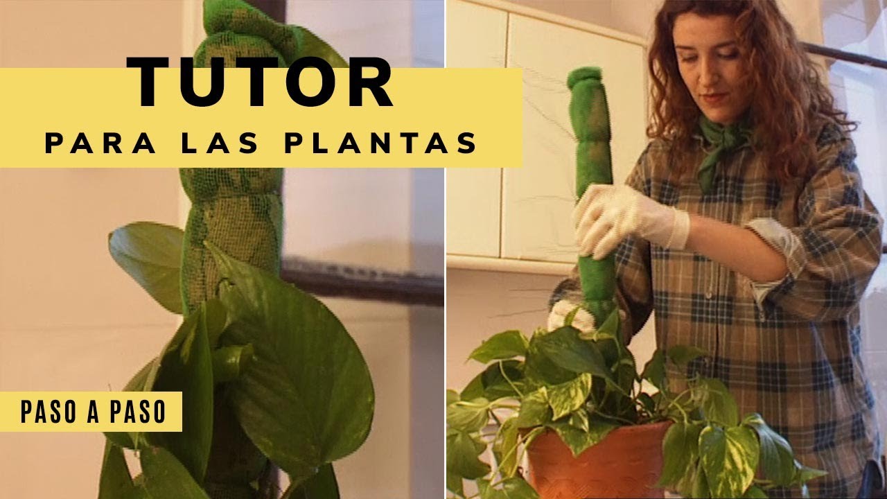 como hacer una guia de plantas