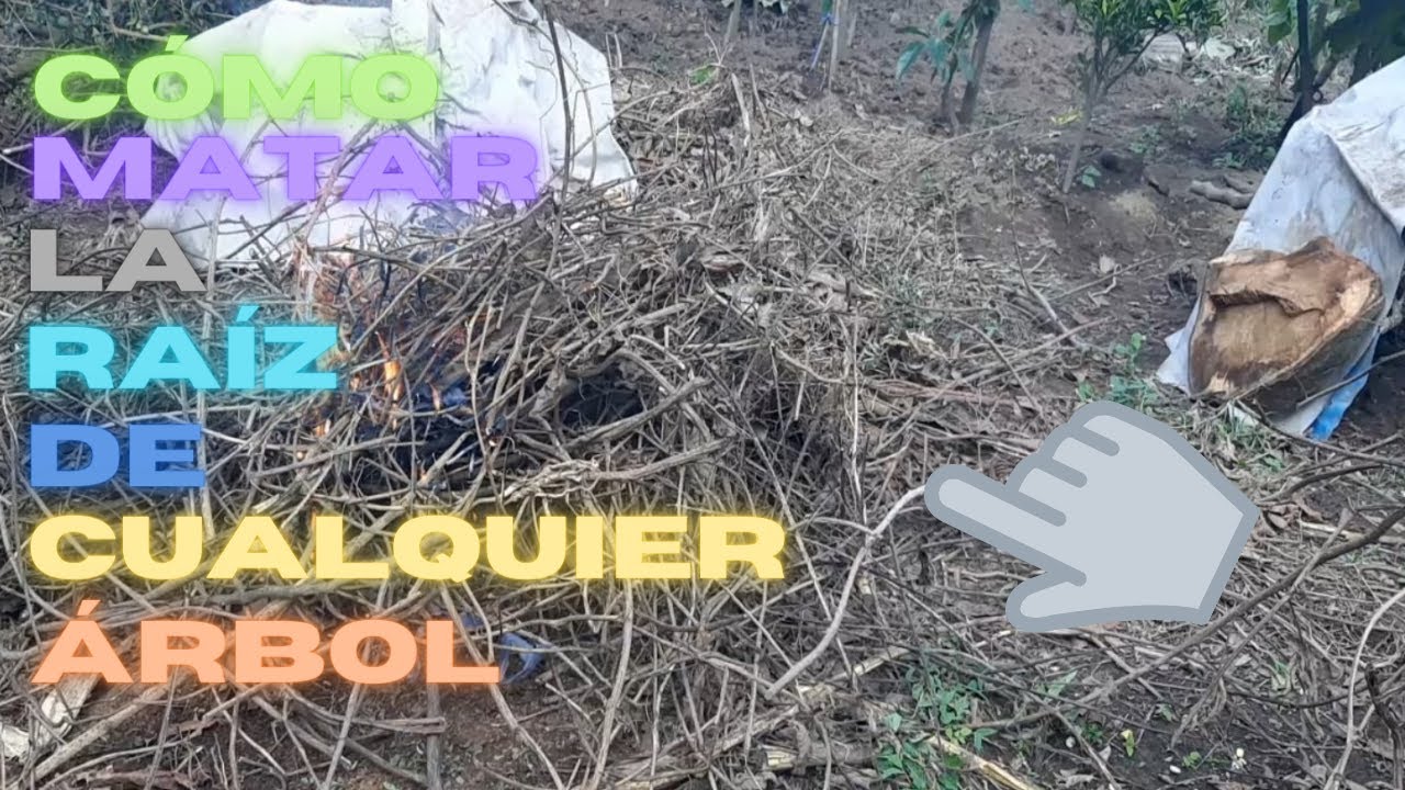 como matar plantas desde la raiz