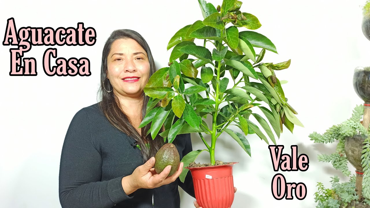 como plantar arbol de aguacate en maceta