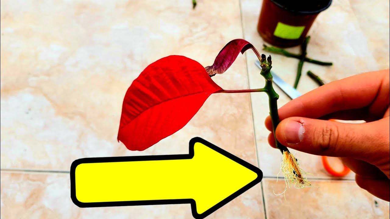 como plantar esquejes de flor de pascua