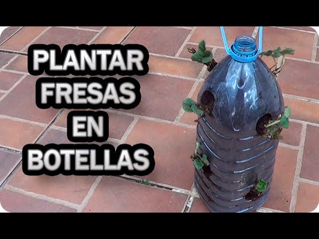 como plantar fresas en un bidon