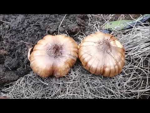 como plantar gladiolos en el jardin