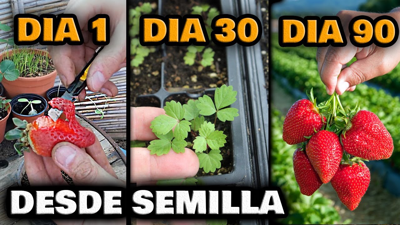como plantar las fresas en casa