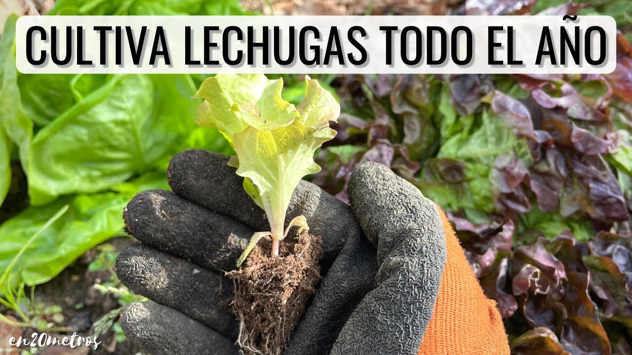 como plantar lechugas en huerto urbano