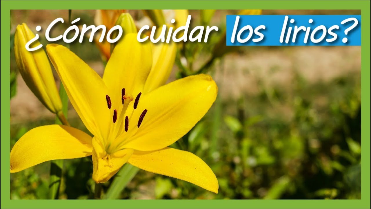 como plantar lirios de un ramo