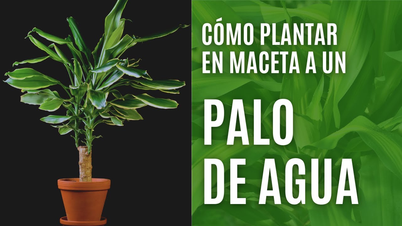 como plantar palo de agua en maceta