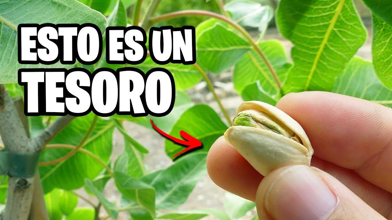 como plantar pistachos machos y hembras