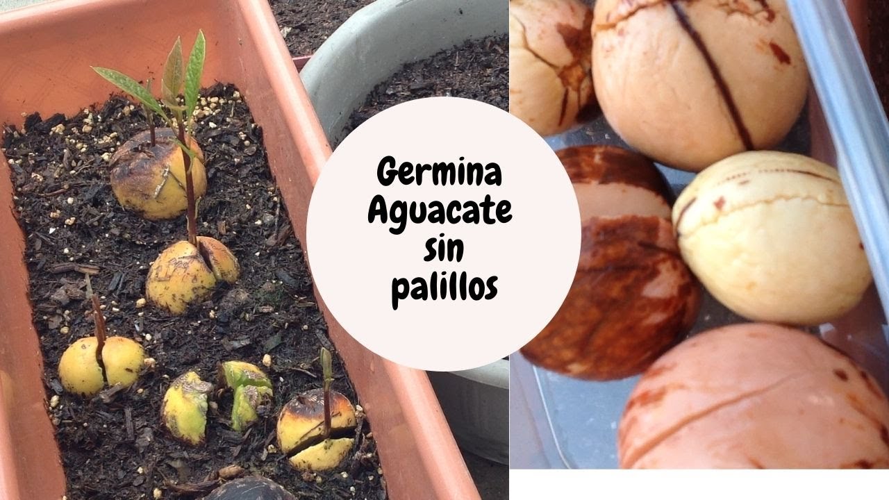 como plantar un aguacate sin palillos