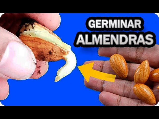como plantar un almendro desde una almendra