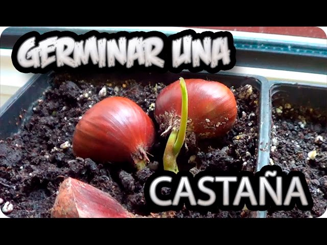 como plantar un castaño a partir de una castaña