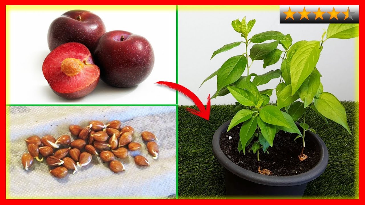 como plantar un ciruelo a partir de un hueso