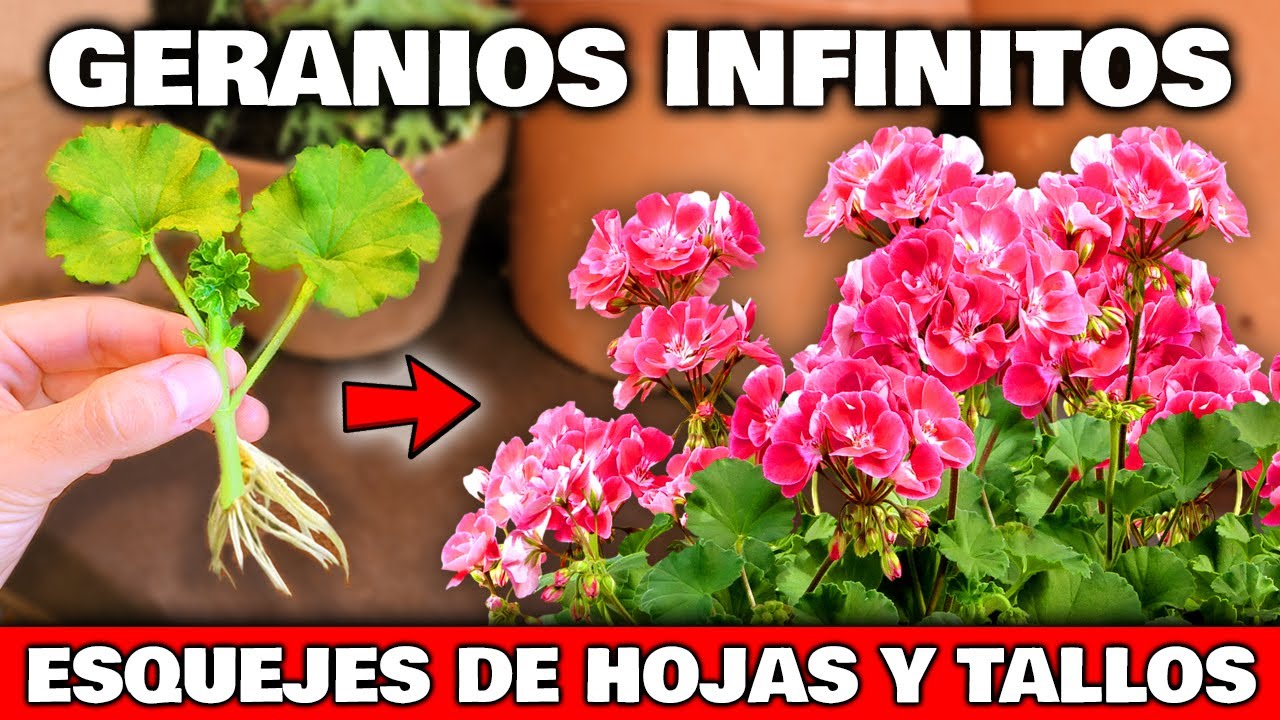 como plantar un geranio sin raiz