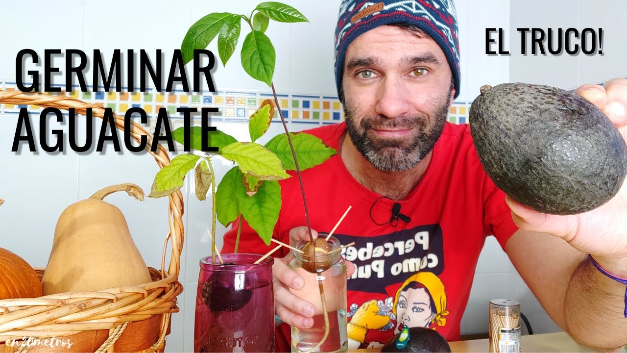 como plantar un hueso de aguacate en agua
