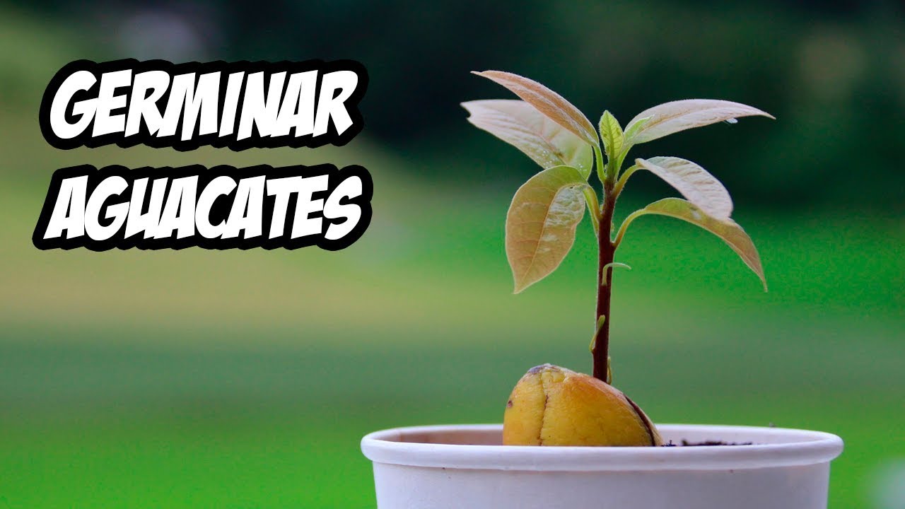 como plantar un hueso de aguacate en una maceta