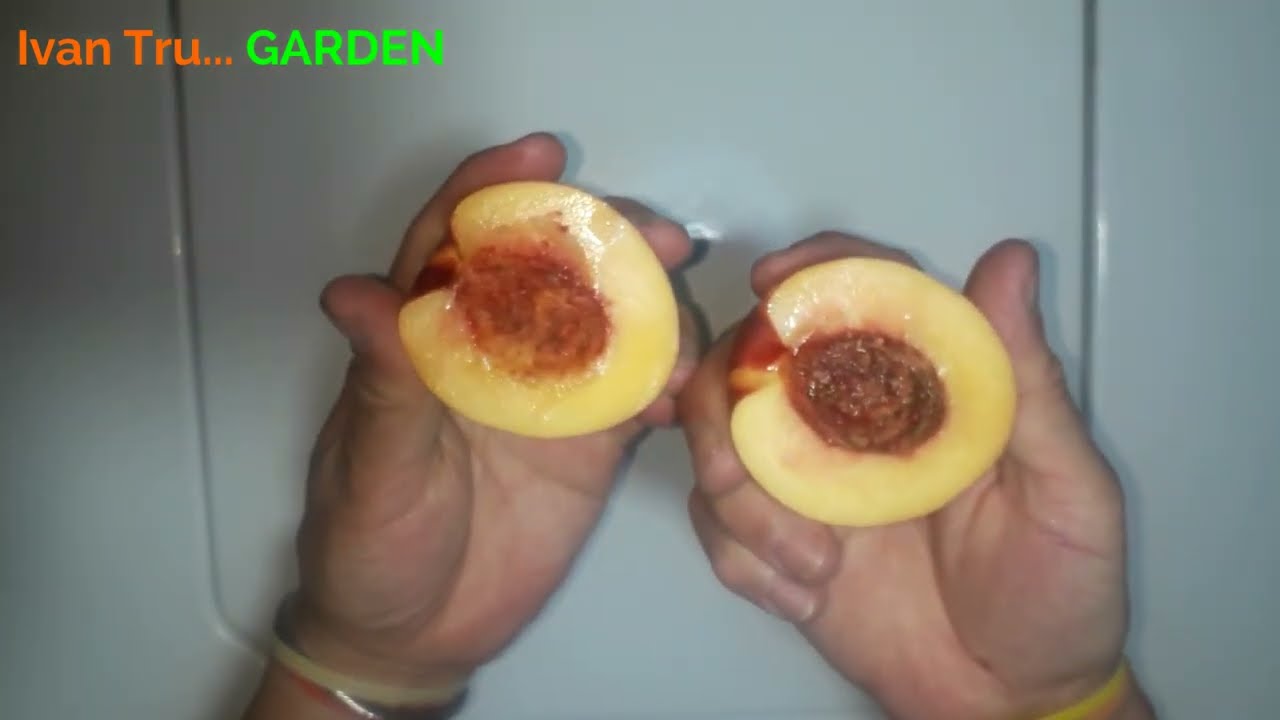 como plantar un hueso de nectarina