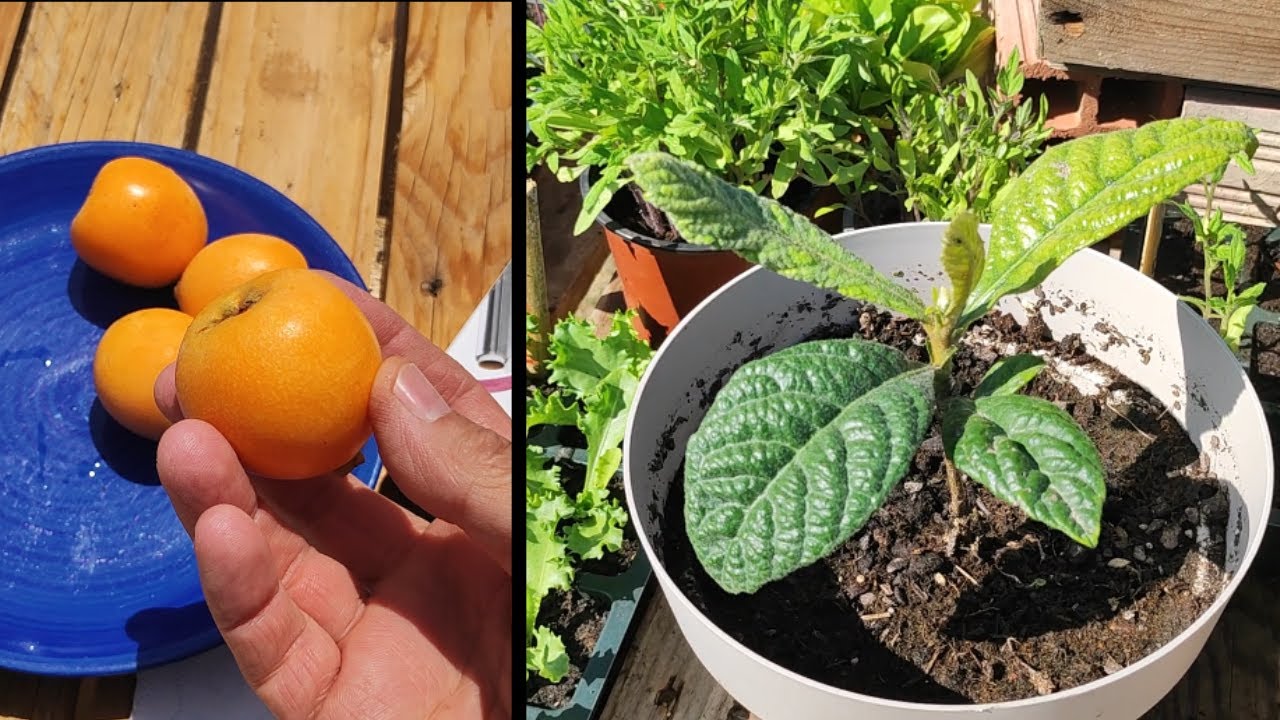 como plantar un hueso de nispero