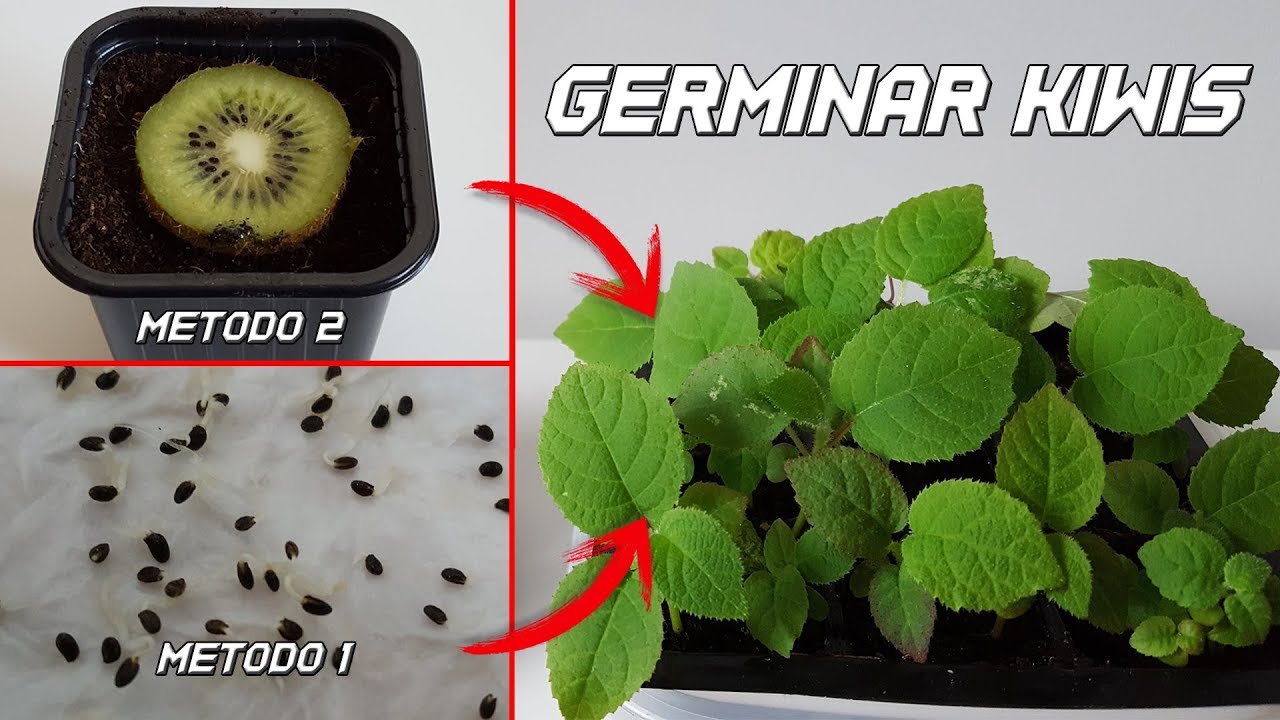 como plantar un kiwi en maceta