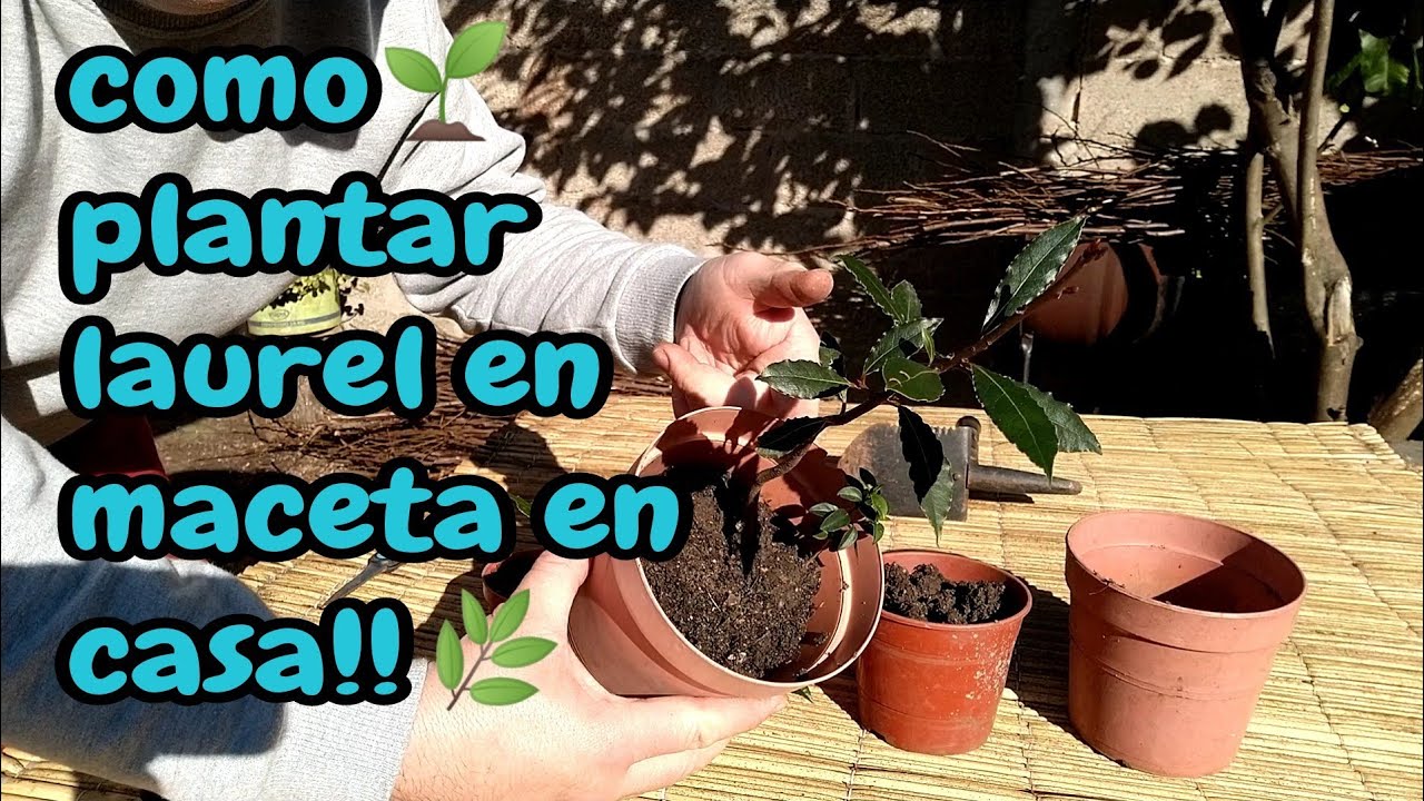 como plantar un laurel en maceta