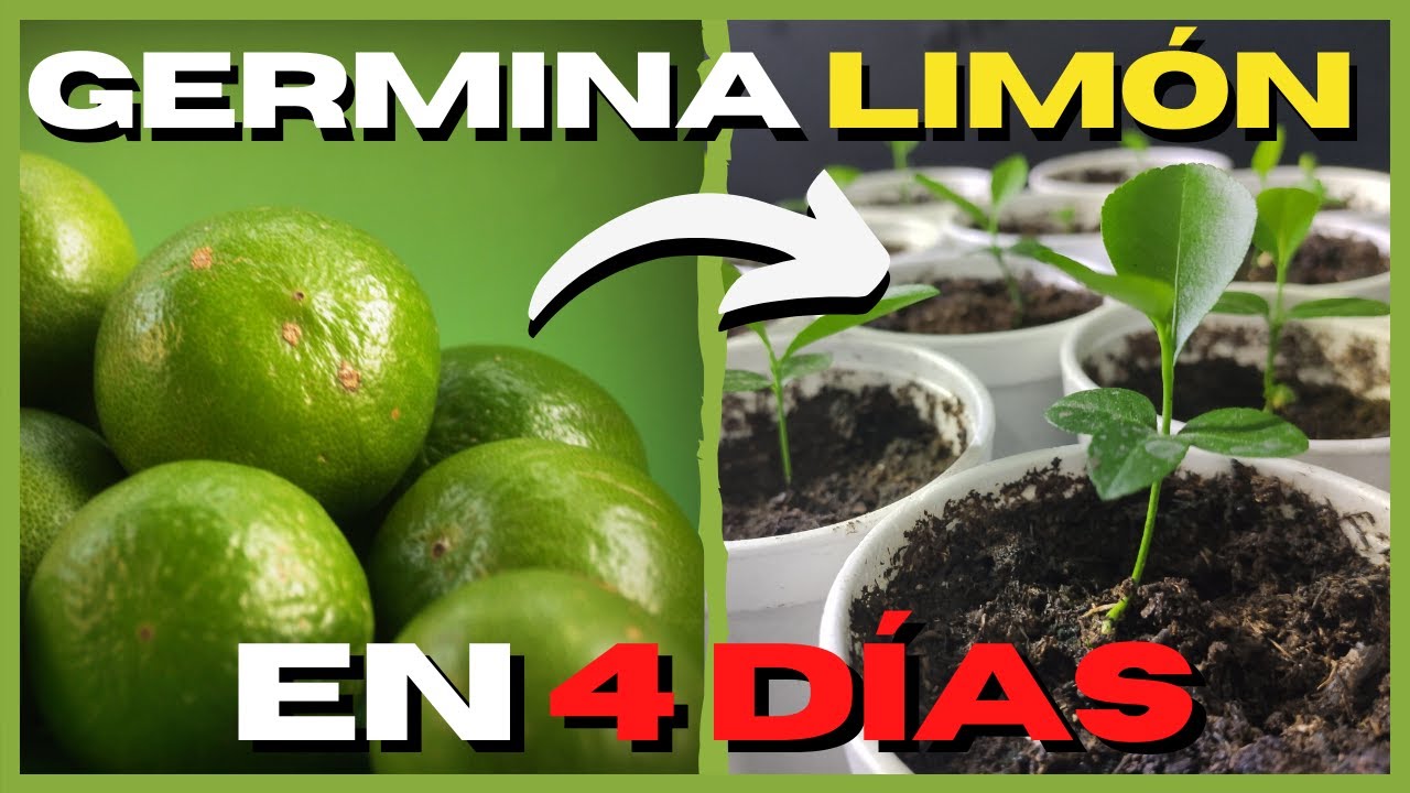 como plantar un limón en casa