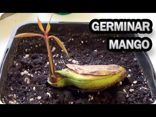 como plantar un mango en casa