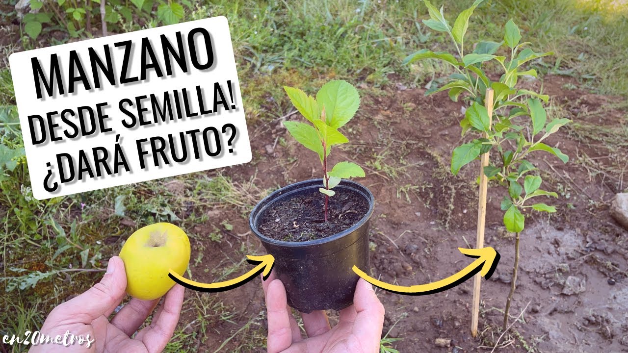como plantar un manzano en maceta