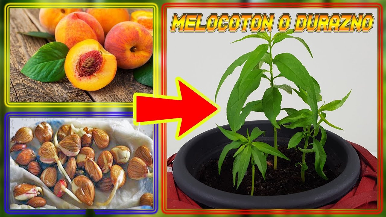 como plantar un melocotonero de un hueso