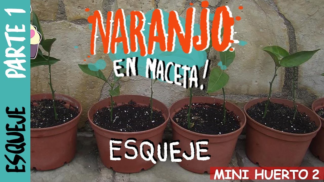 como plantar un naranjo de una rama