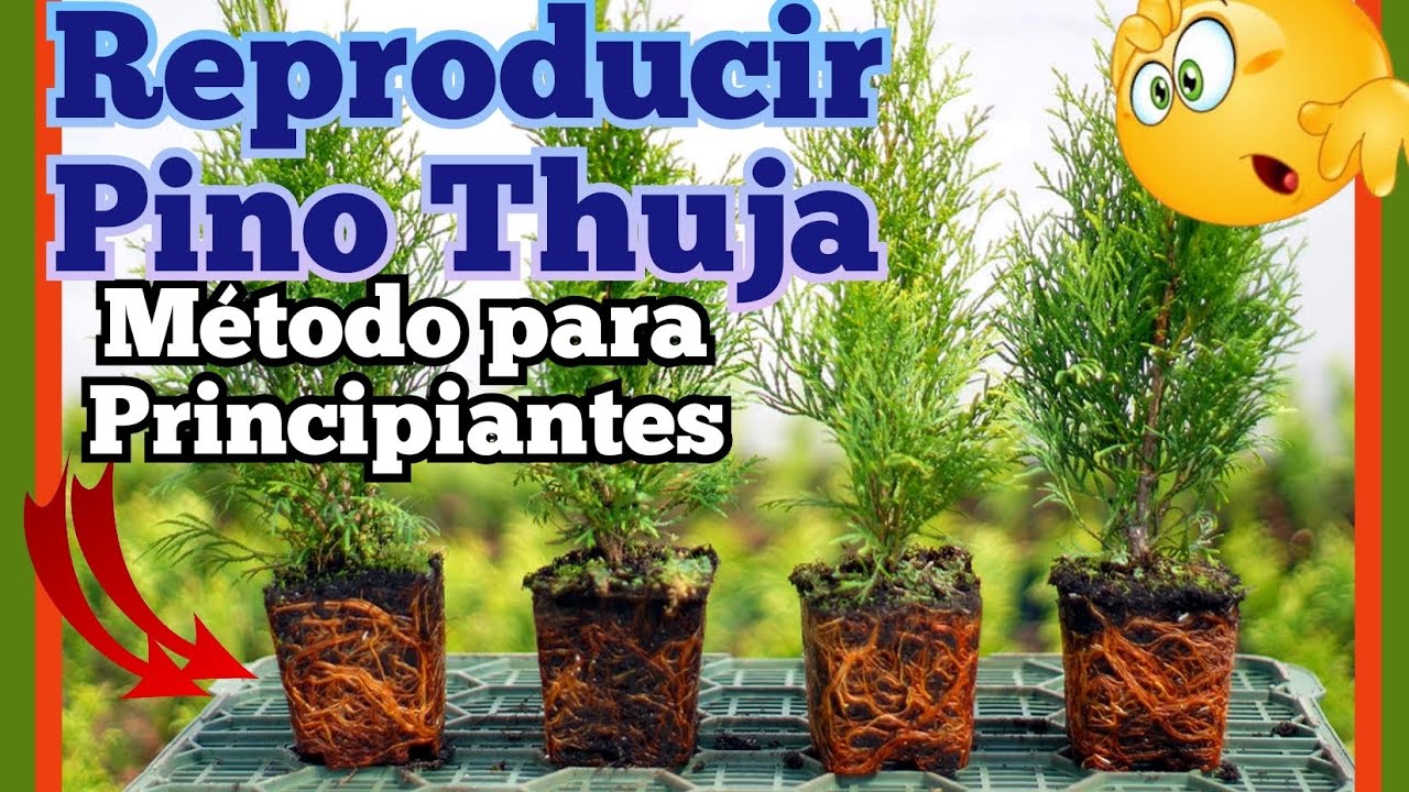 como plantar un pino a partir de una rama