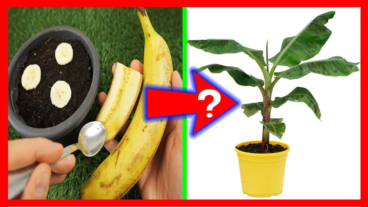 como plantar un platanero en maceta