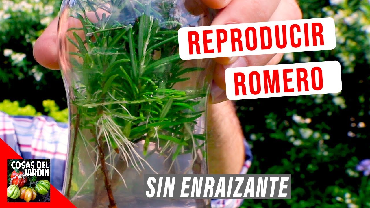 como plantar un romero en maceta