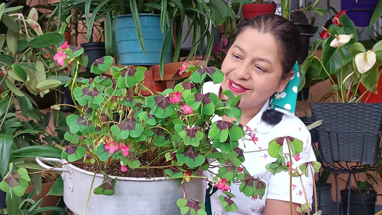 como plantar un trebol de 4 hojas