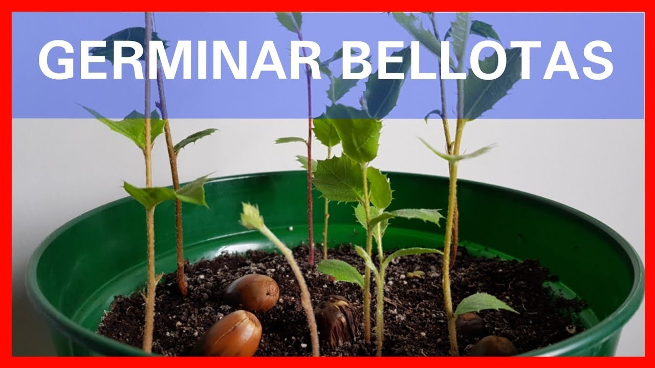 como plantar una bellota de encina