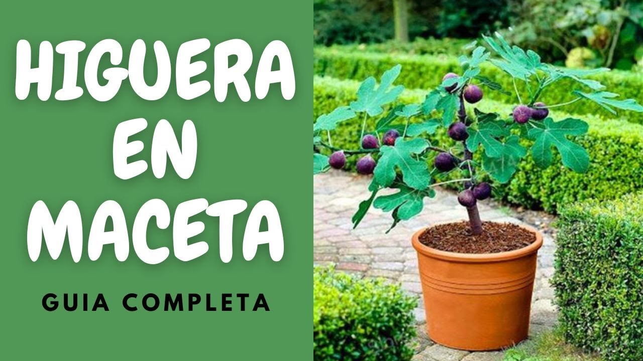 como plantar una higuera en maceta