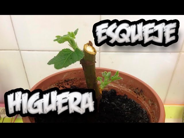 como plantar una higuera por esqueje