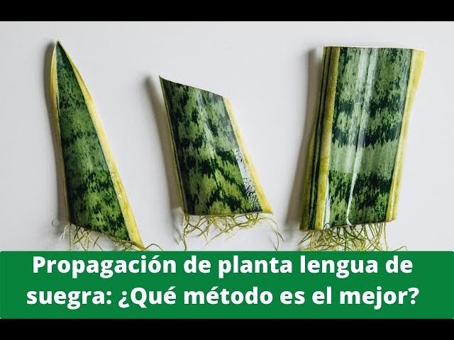 como plantar una hoja de lengua de suegra