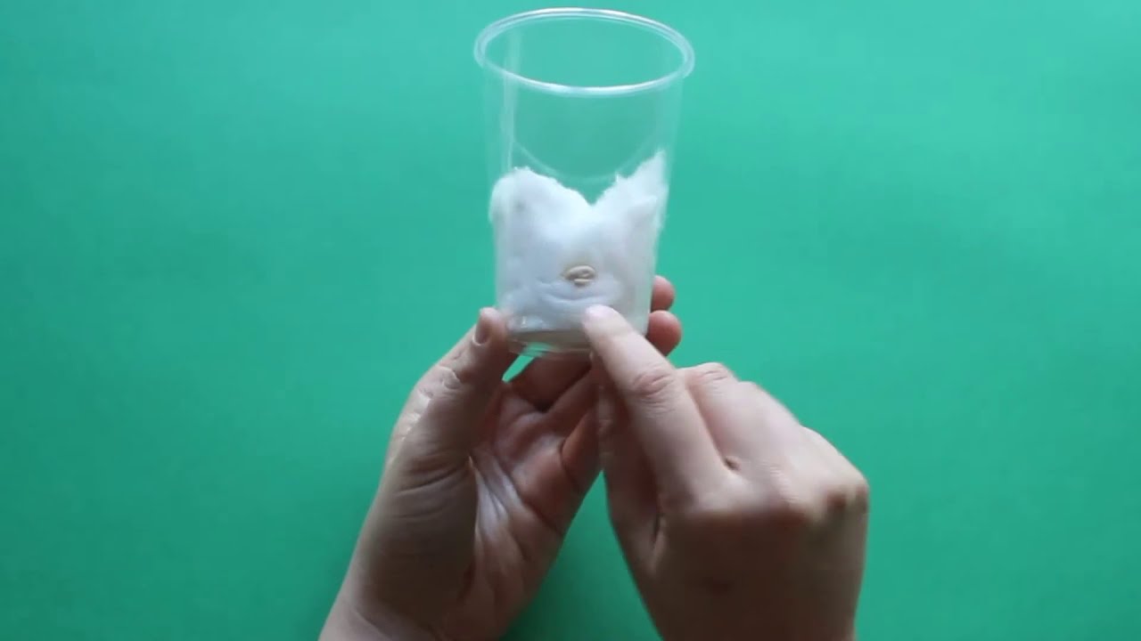 como plantar una lenteja en algodon