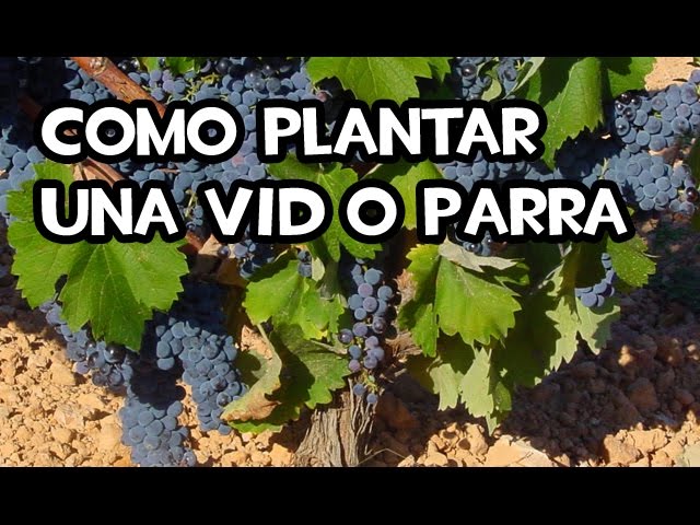 como plantar una parra de uva