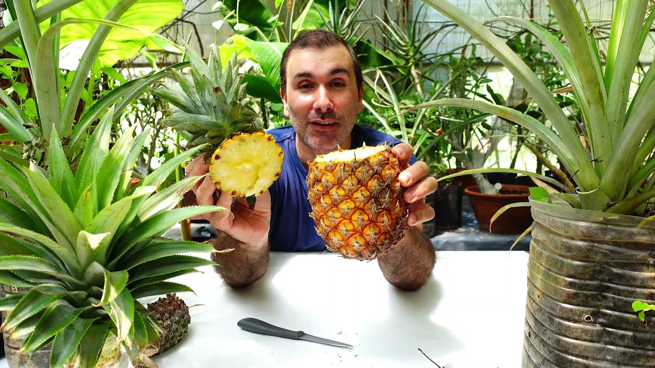 como plantar una piña de pino en maceta