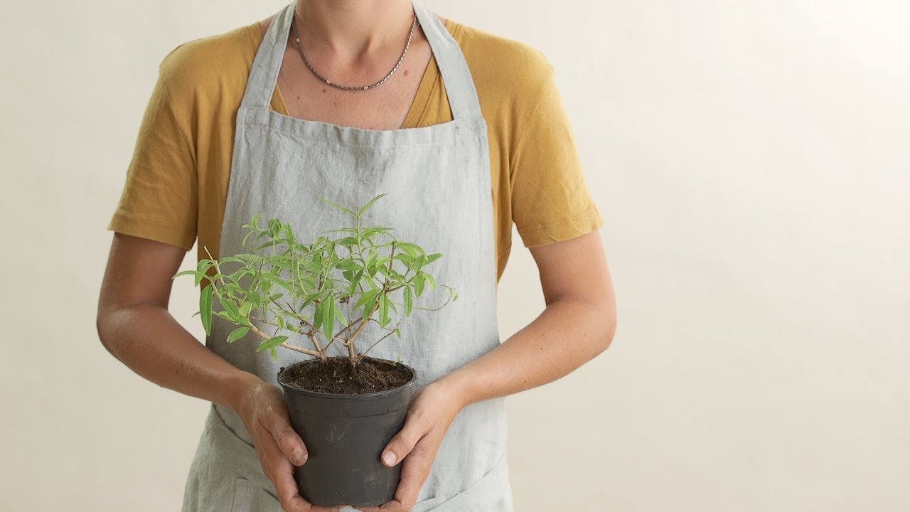 como plantar una planta en una maceta