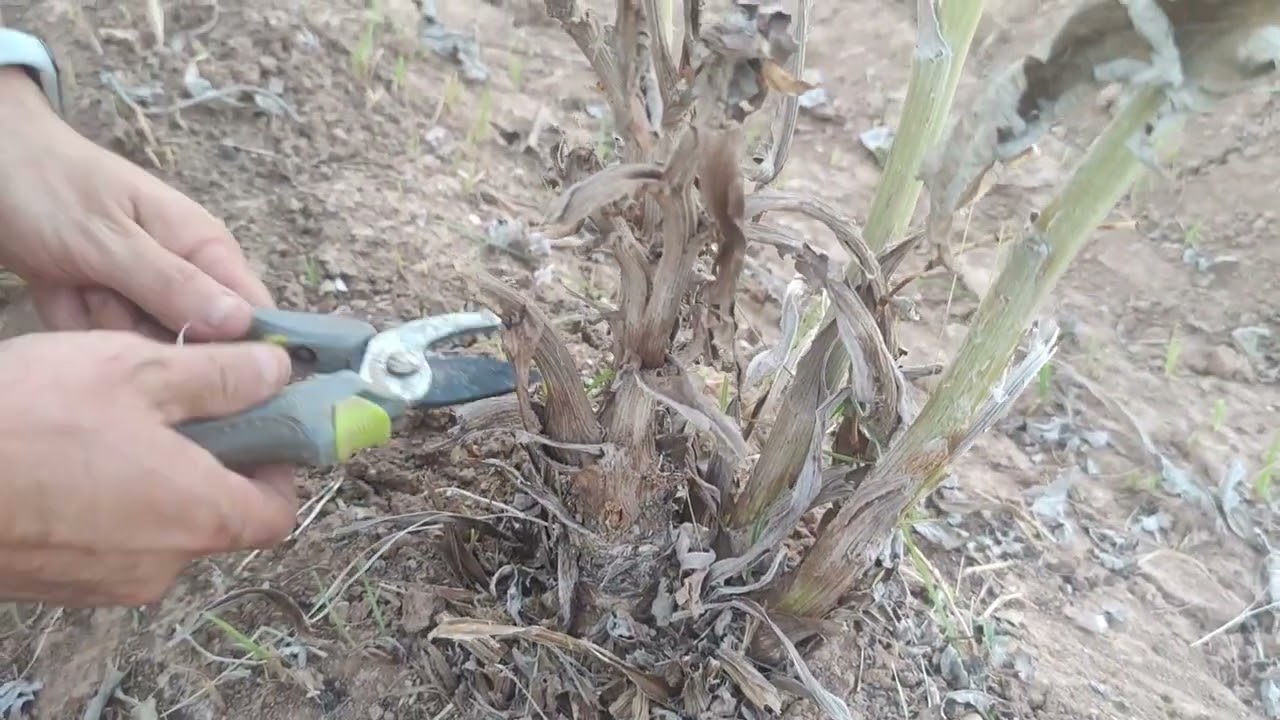 como podar la planta de la alcachofa