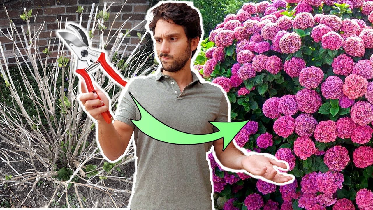 como podar las hortensias para que florezcan