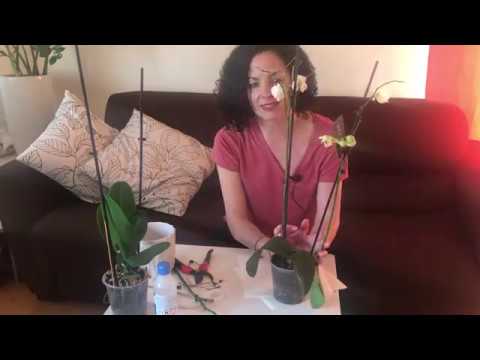 como podar una orquídea después de la floración