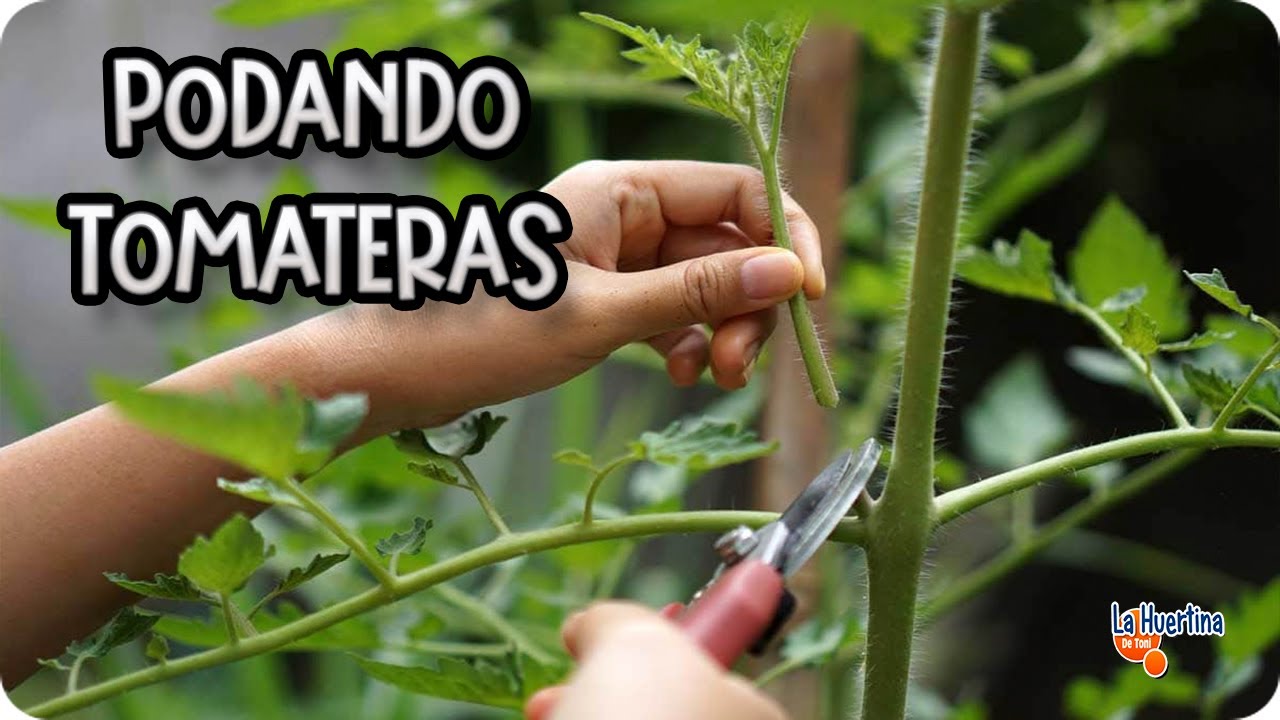 como podar una planta de tomate